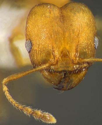 Media type: image;   Entomology 35145 Aspect: head frontal view